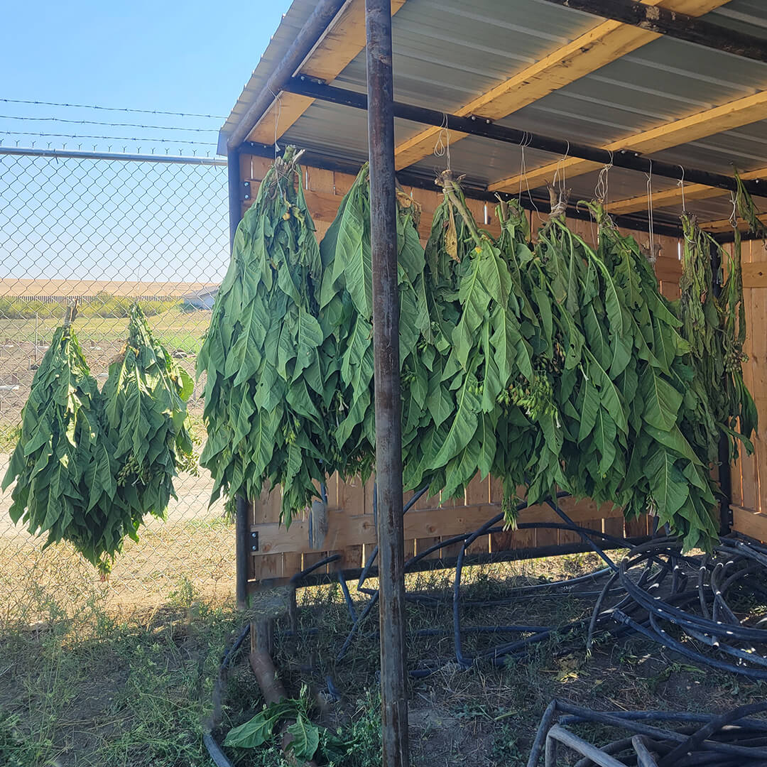 Harvested tobacco plant bundles hanging by their stalks in an open sided shed