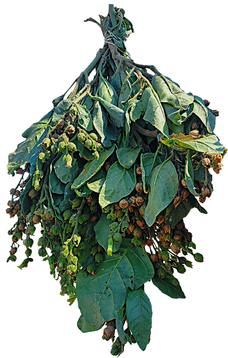 Bundle of freshly harvested tobacco plants hanging from their stalks in preparation for drying