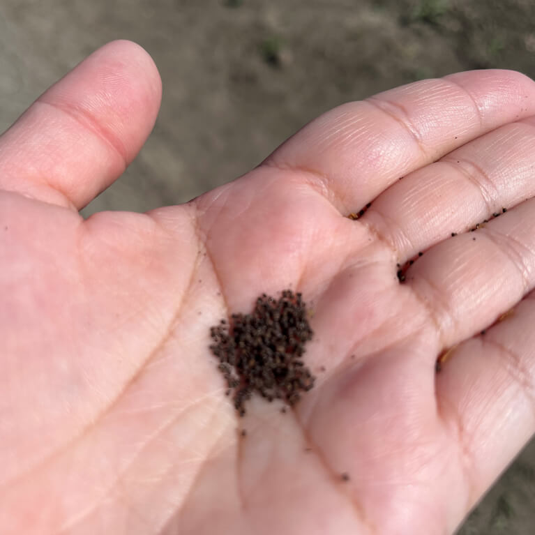 Close up photo of persons hand holding a small amount of dried sacred tobacco in their palm