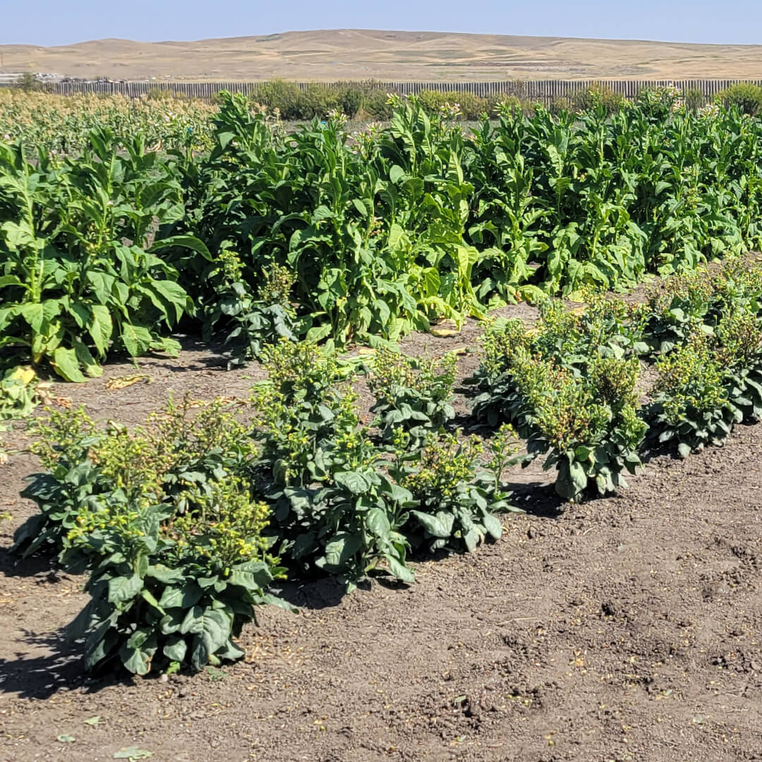 Rows of tobacco plants growing in a field