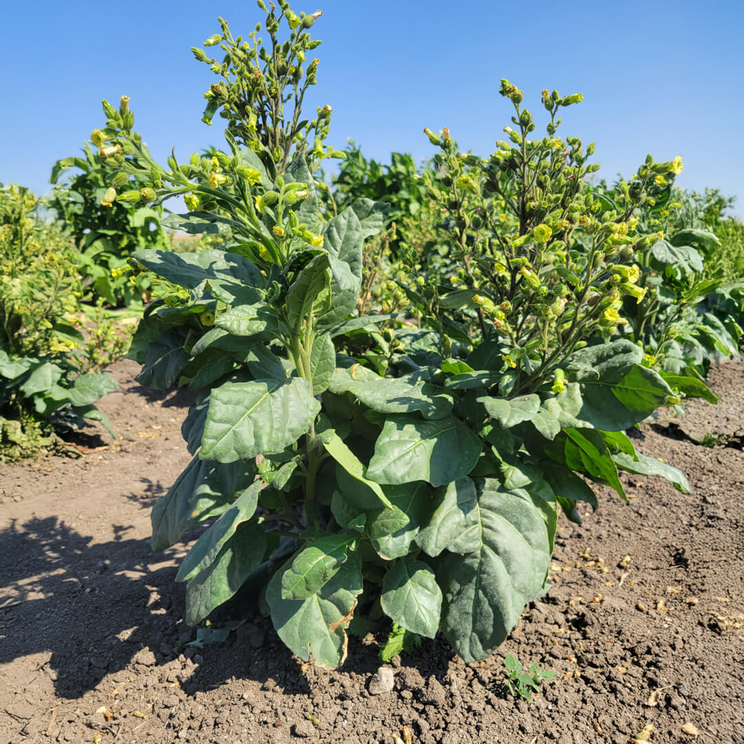 Close up of individual tobacco plant growing in field