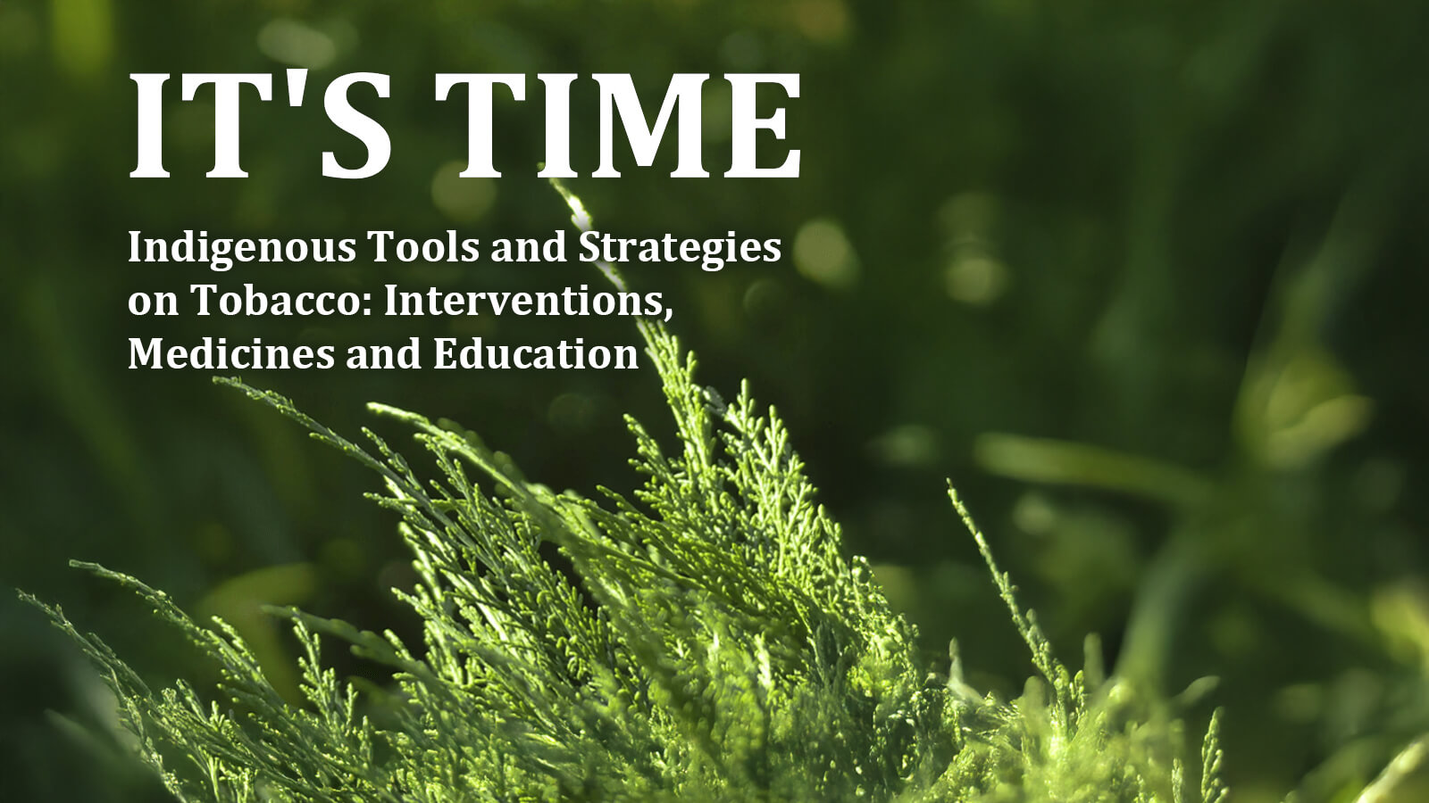 Photo of Cedar Tree Needles with text "It's Time"overlaying it